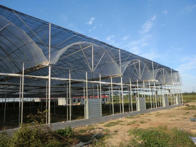 陜西溫室大棚突然遇到冰雹天氣該如何避免？